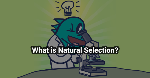 What is Natural Selection?