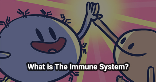What is The Immune System?