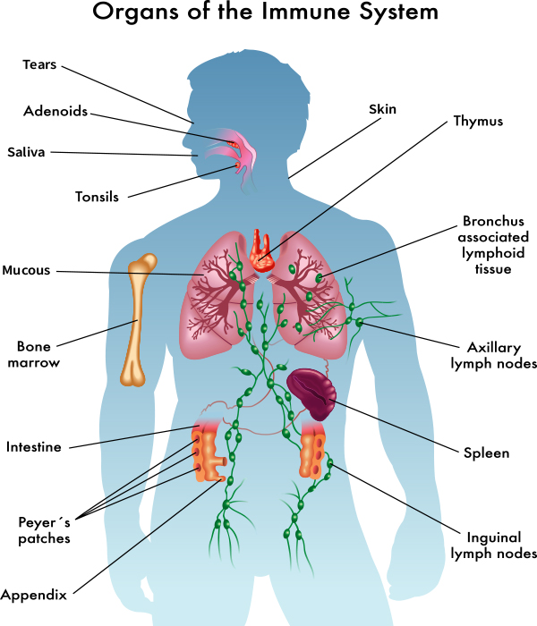 the-immune-system-jama-2015-313-16-1686-doi-10-1001-jama-2015-2940