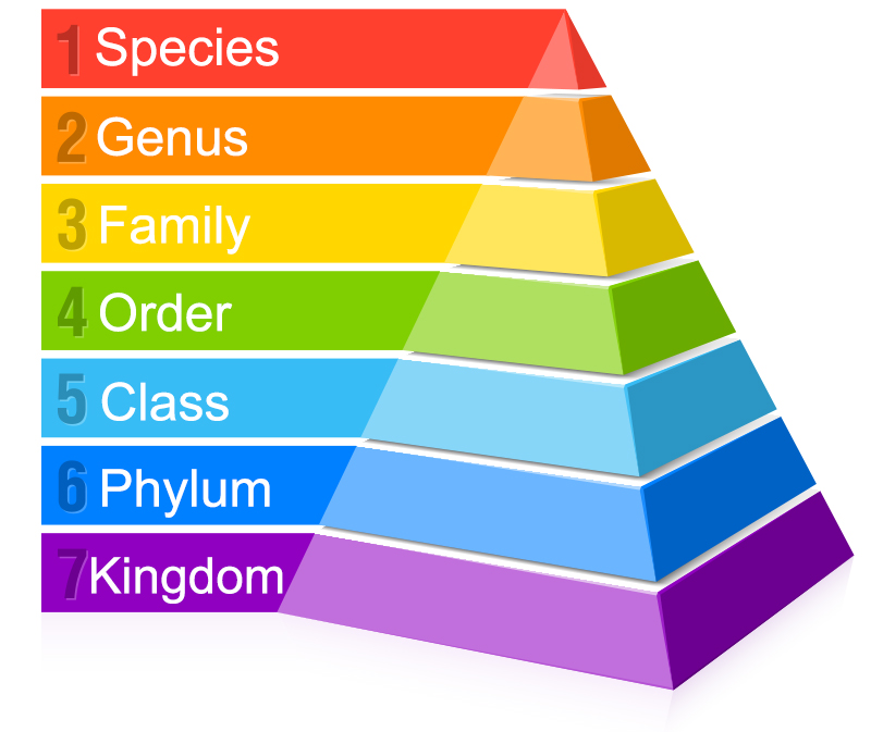 Classification Of Living Things Taxonomy Kids Boost Immunity